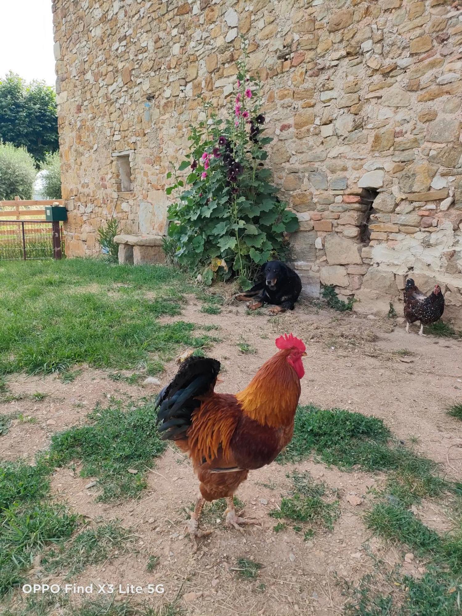 Gite A La Ferme Ongles Eksteriør billede